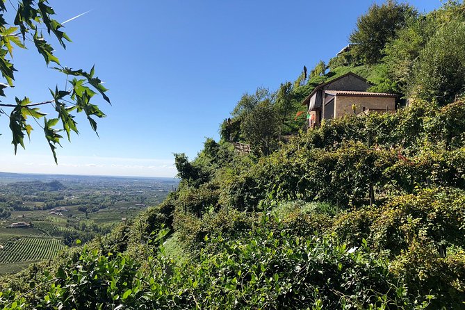 A Sparkling Day in the Prosecco Hills from Venice - Stop 2 in Conegliano: DOCG Prosecco and ancient vines
