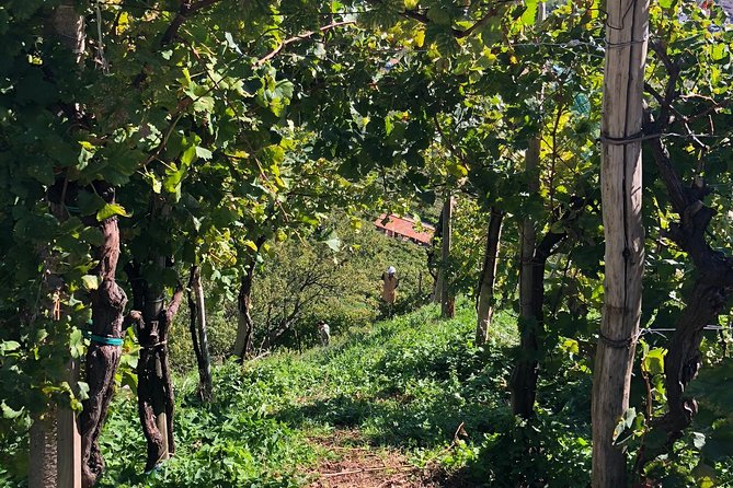 A Sparkling Day in the Prosecco Hills from Venice - Price and value: what $228.56 really covers