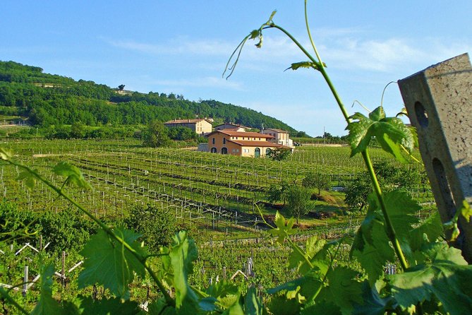Amarone & Soave Wine Tour with Sommelier – Visit Verona - What you eat: a light lunch that keeps the pace reasonable