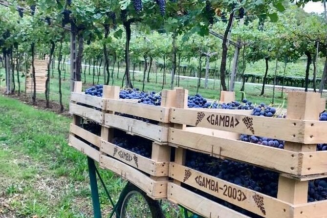 Amarone-Valpolicella tour. Visit Verona. From Venice - Key Points Worth Knowing Before You Go