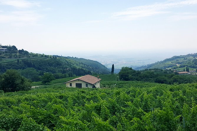 Amarone Wine Tour (all-inclusive full day with lunch and expert wine guide) - The Amarone tastings: what you will actually learn