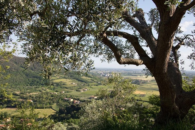 From Venice: Olive Oil & Wine Tour in the Venetian Hills - 5 hours in a small group, with a tour leader who keeps it moving