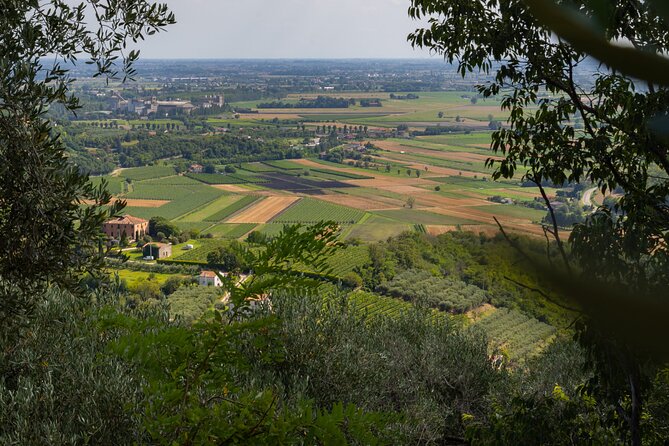 From Venice: Olive Oil & Wine Tour in the Venetian Hills - Inside EVO del Borgo at Frantoio di Arqua Petrarca: the olive oil lesson