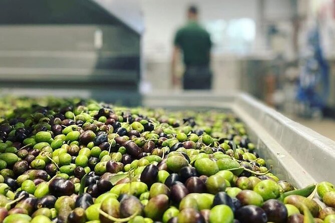 From Venice: Olive Oil & Wine Tour in the Venetian Hills - Cantina Colli Euganei: wine tastings matched with local products
