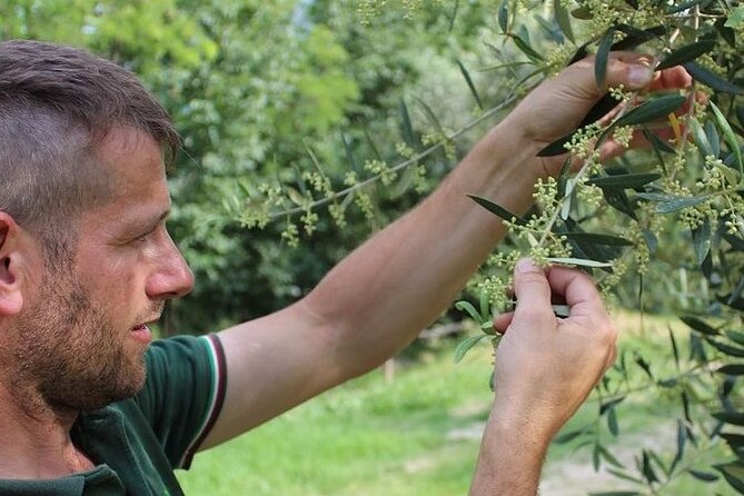 From Venice: Olive Oil & Wine Tour in the Venetian Hills - Price and value: what you get for about $174.60