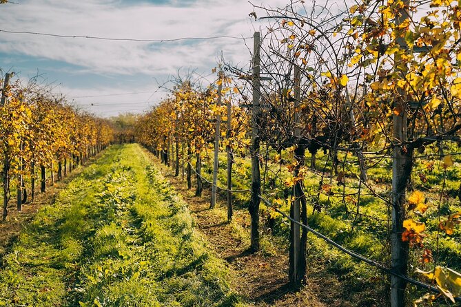 From Venice: Prosecco Wine Region Tour with 2 Tastings - Small group size, timing, and how the day actually feels