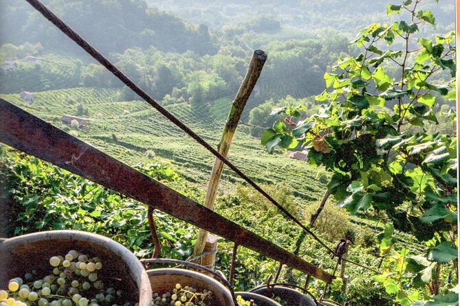 Full Day Wine Tour and Tasting in the Prosecco Region - How much tastings cost, and how to avoid the surprise
