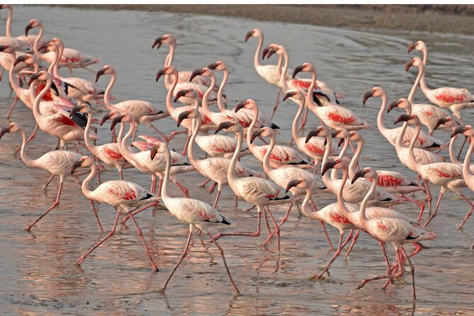 Lio Piccolo: Flamingos & Birdwatching Bike Tour in the Lagoon - Key Points You Should Know Before You Go