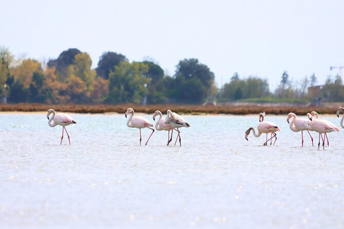 Nature Kayak Tour: Exploring Europe’s Largest Lagoon - Fondamente Nove meeting point and how the 9:00 am flow feels