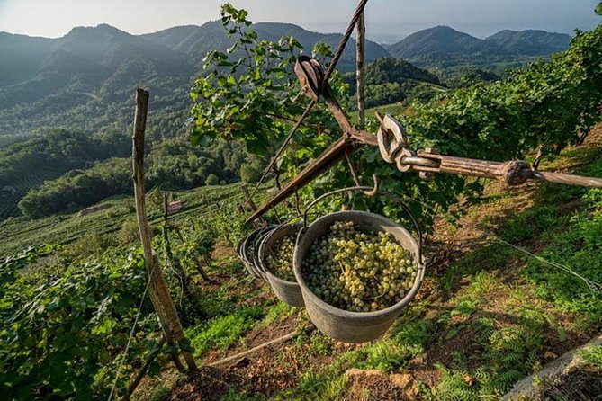 Premium Prosecco Hills Winery Tour with Prosecco Tastings & Food - From Piazzale Roma to the UNESCO Prosecco Hills