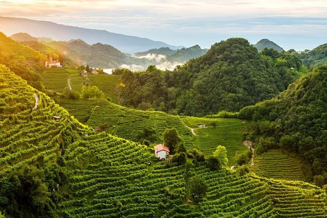 Premium Prosecco Hills Winery Tour with Prosecco Tastings & Food - Timing and Weather: The Day Runs on a Tight Clock