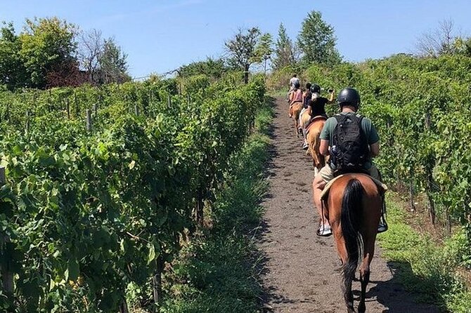 Private Horseback Riding Tour of the Vineyards in Verona with Wine Tasting - Start From Venice, Then Switch Worlds in Verona