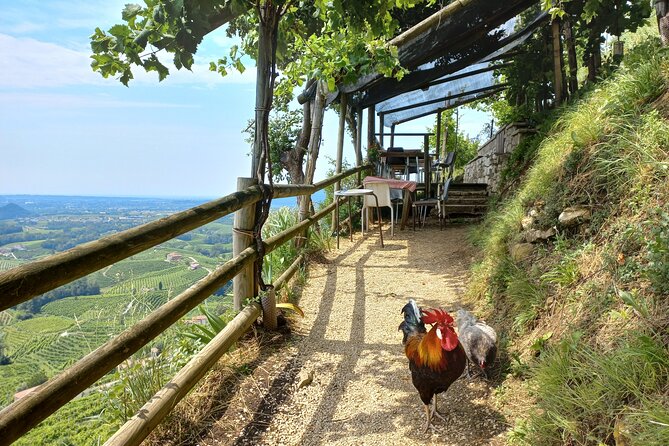 Prosecco Hills Day Trip from Venice & Treviso: 2 Wineries - Conegliano free time: walls, palaces, churches, and café breaks