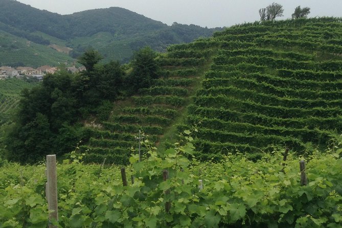 Prosecco Wine Tour With Tiramisu' From Venice - Key points before you go
