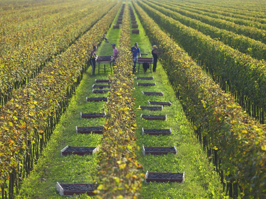 Prosecco Winery Tasting near Venice - The two Proseccos test: why that pairing setup matters