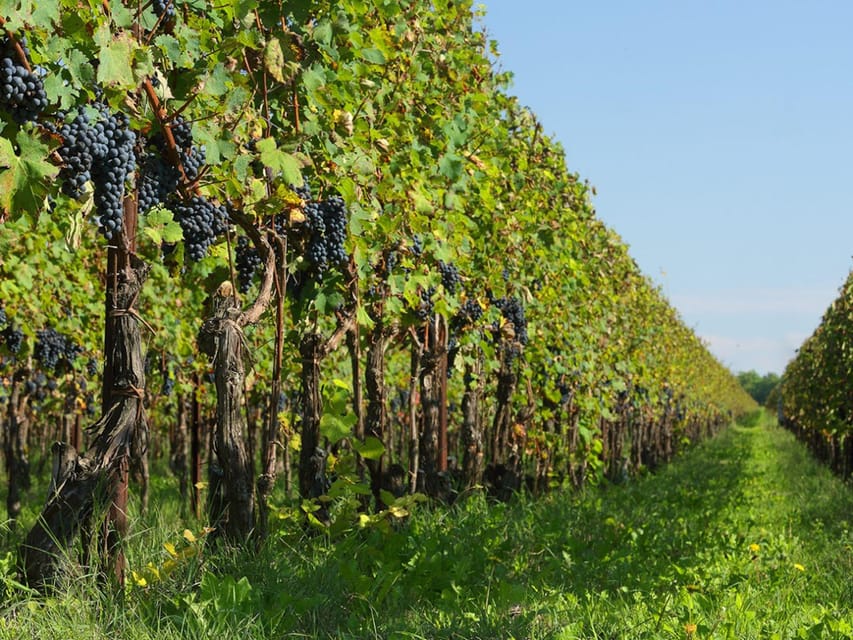 Prosecco Winery Tasting near Venice - Who this Prosecco tasting suits best
