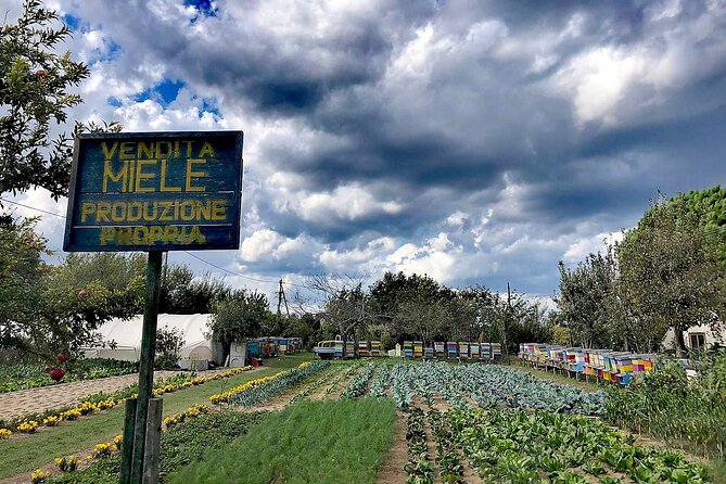 Sant’Erasmo Bike Tour in Venice’s Green Island - Cycling the island loop: lagoon views, vegetable fields, and saltmarsh edges