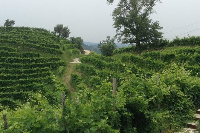Small Group Prosecco Experience from Venice - Boutique Winery - Brut, extra dry, dry, rosè: how sweetness changes what you taste