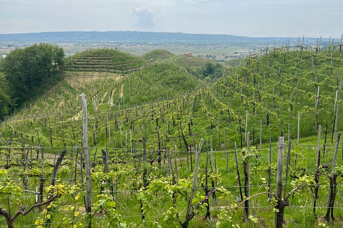 Small Group Tour with Prosecco Wine Tasting from Venice - Key Things You Can Expect