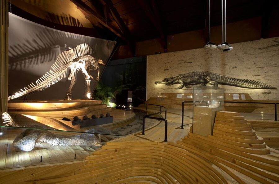 Venice: Natural History Museum Entry Ticket - Your Best Starting Point: Fossils, Plants, and Animals
