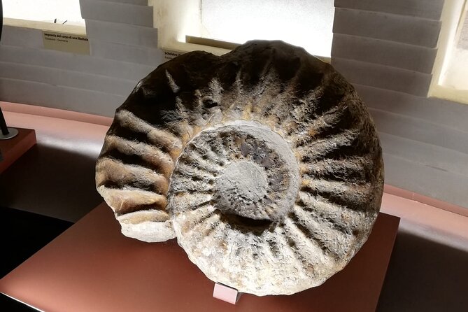 Venice Natural History Museum: Private Tour - Who should book this private tour